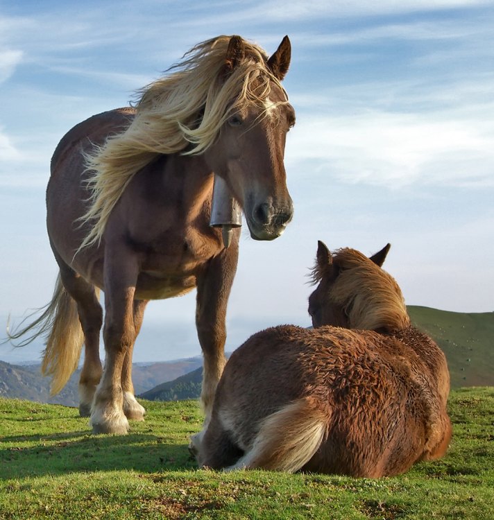 photographie chevaux