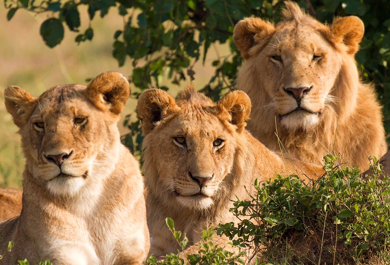 photo lions