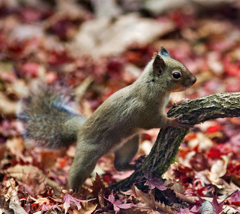 photographie ecureuil du japon
