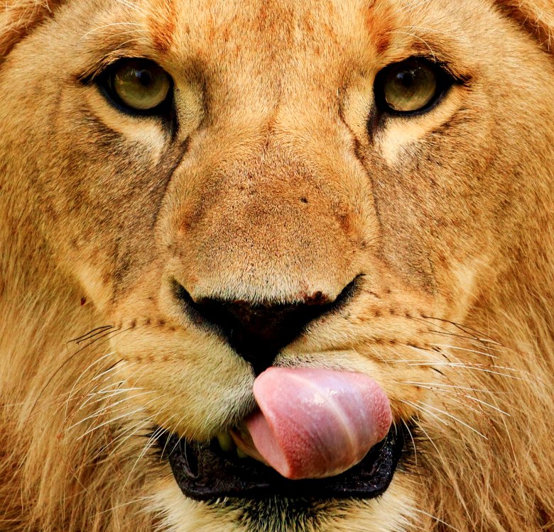 photographie lion