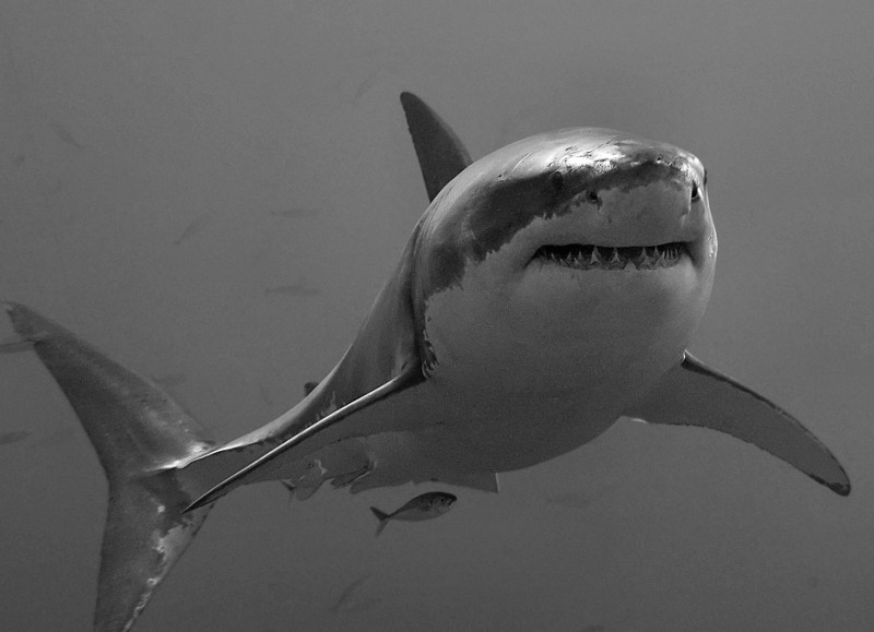 photographie requin