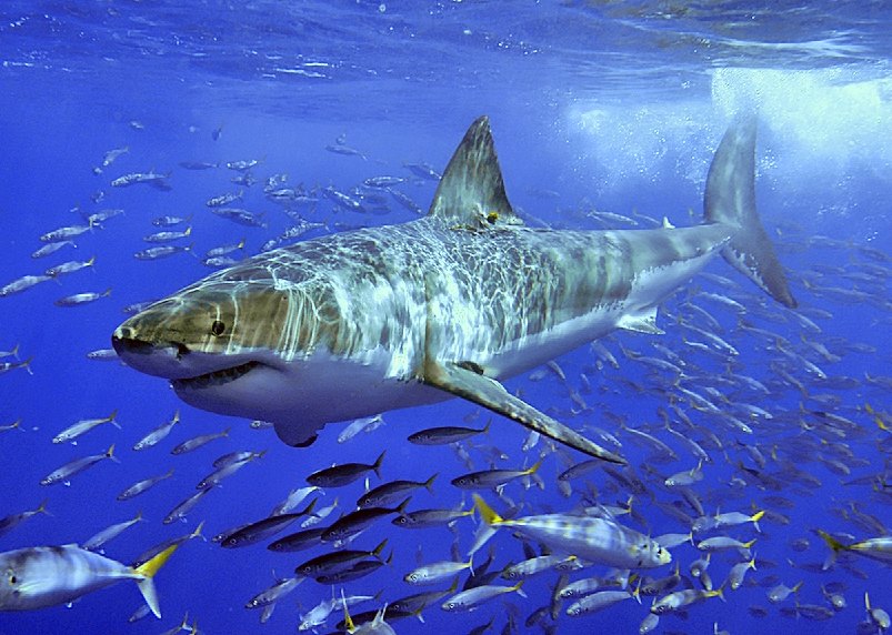 photographie requin blanc