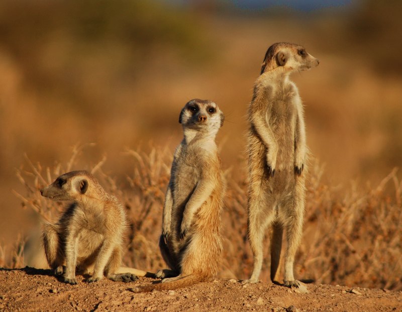 photographie suricates